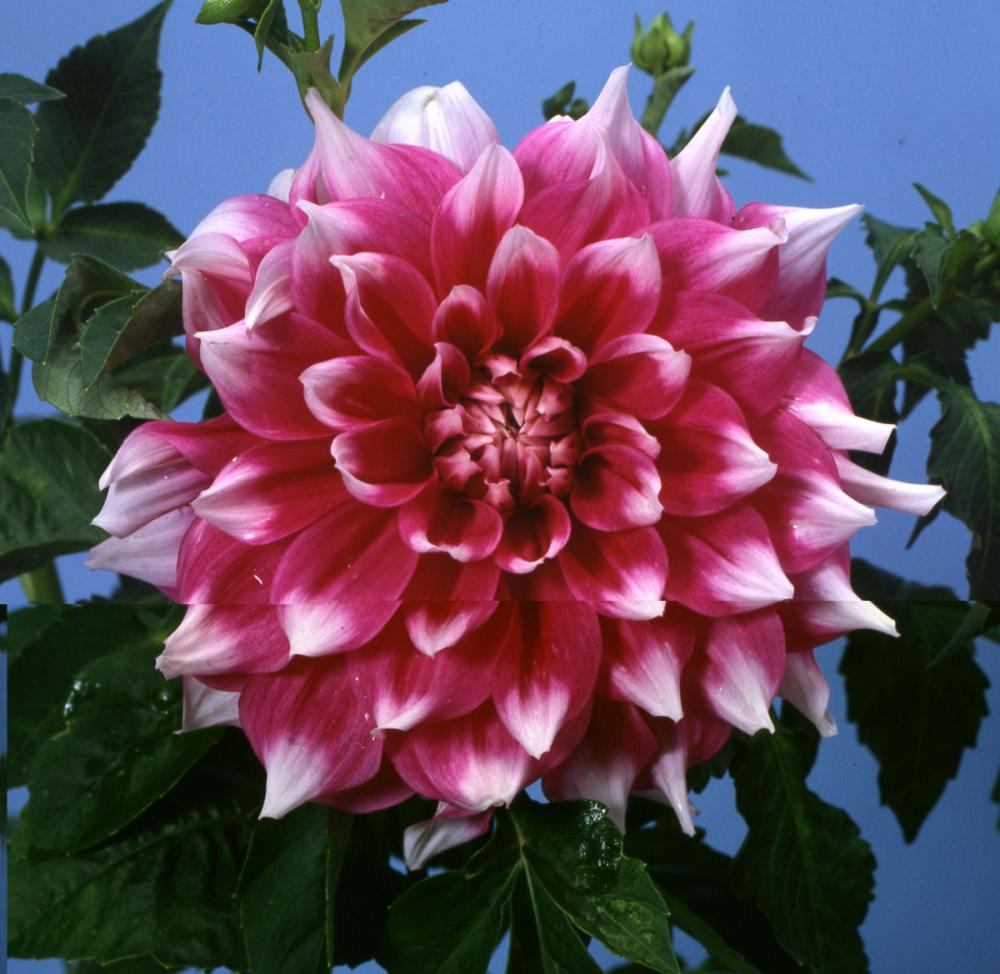 【春予約】　花の大きいダリア　輪唱（りんしょう）　１球　【引渡予定日：４／４（土）～１２（日）】