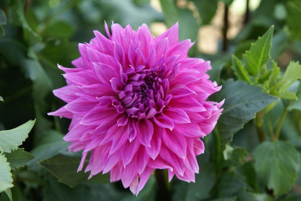 【春予約】　花の大きいダリア　ミスターフジノ　１球　【引渡予定日：４／４（土）～１２（日）】