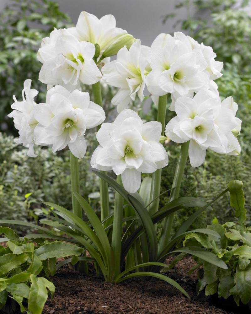 【春植物予約】　毎年花が咲くアマリリス　アラスカ　１球　【受付期限：３月２３日】