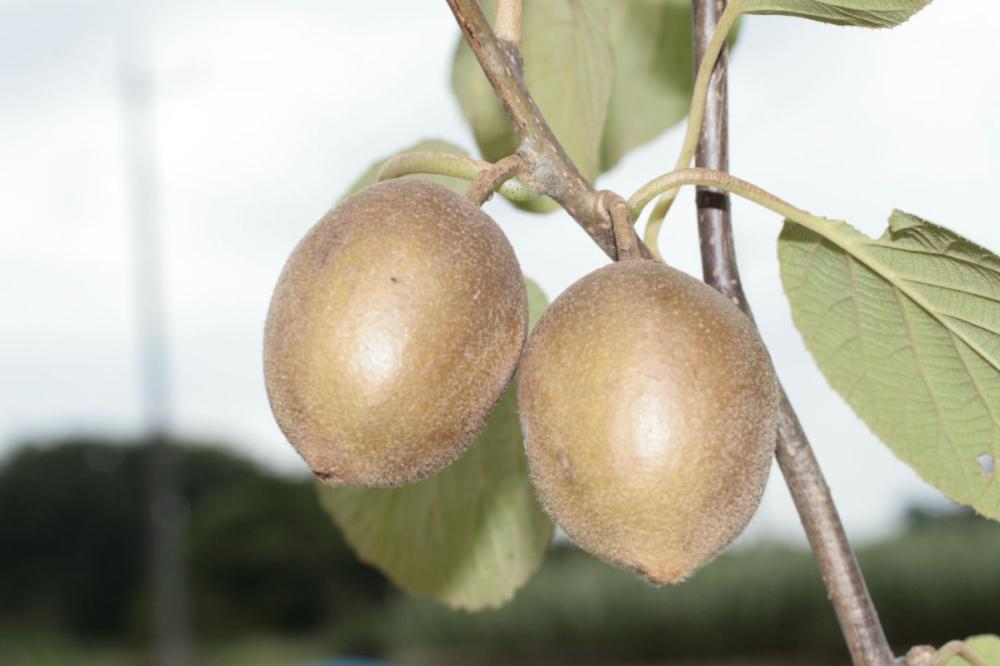 【春予約】　キウイフルーツ苗　東京ゴールド　メス　ＰＶＰ　【引渡予定日：４／４（土）～１２（日）】