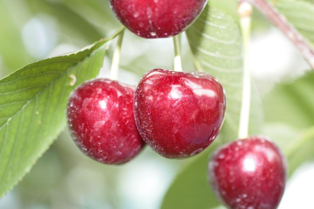 【春予約】　サクランボ苗　サミット　【引渡予定日：４／４（土）～１２（日）】