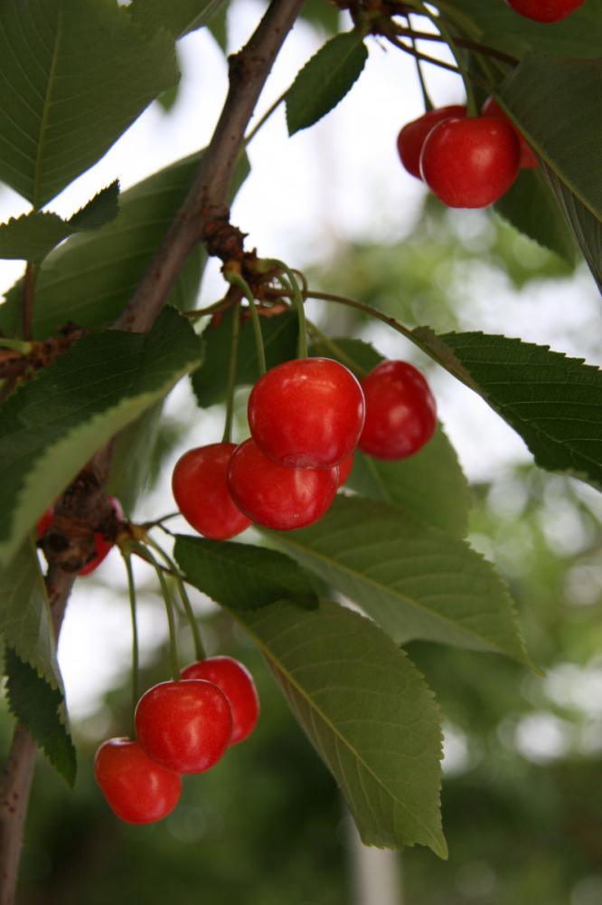 【春予約】　サクランボ苗　さおり　【引渡予定日：４／４（土）～１２（日）】
