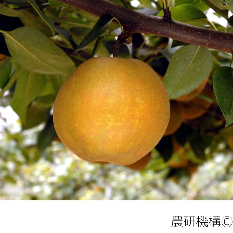 【春予約】　ナシ苗　甘太　ＰＶＰ　【引渡予定日：４／４（土）～１２（日）】