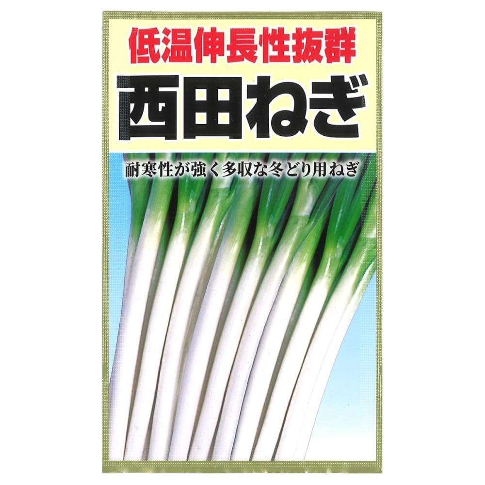 ネギ種子　西田ねぎ