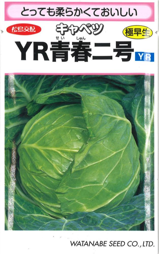 松島交配ＹＲ青春２号甘藍