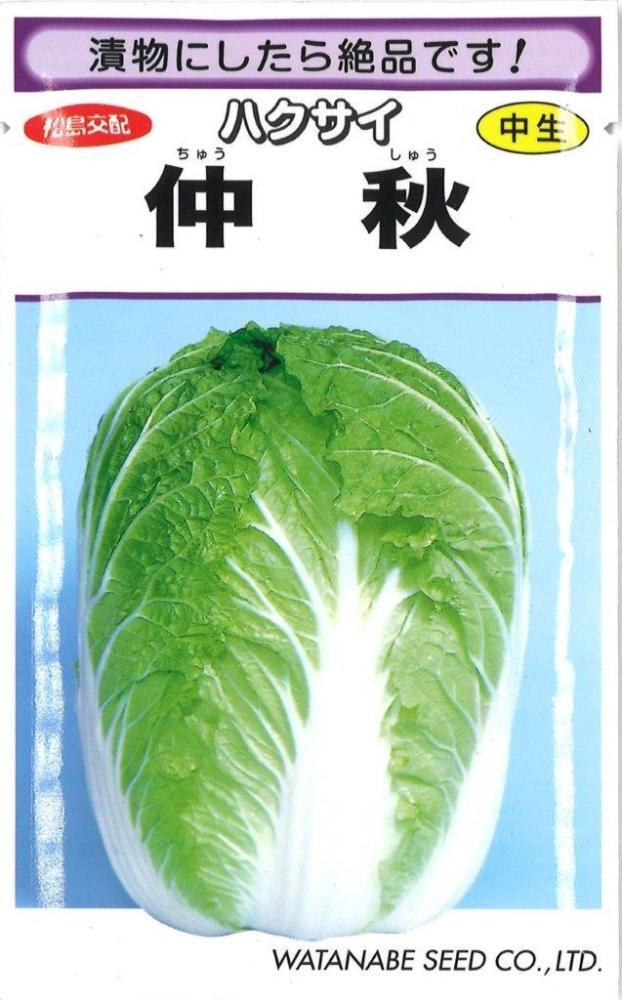 松島交配仲秋白菜　　　　　　　　　　　　　　　　　
