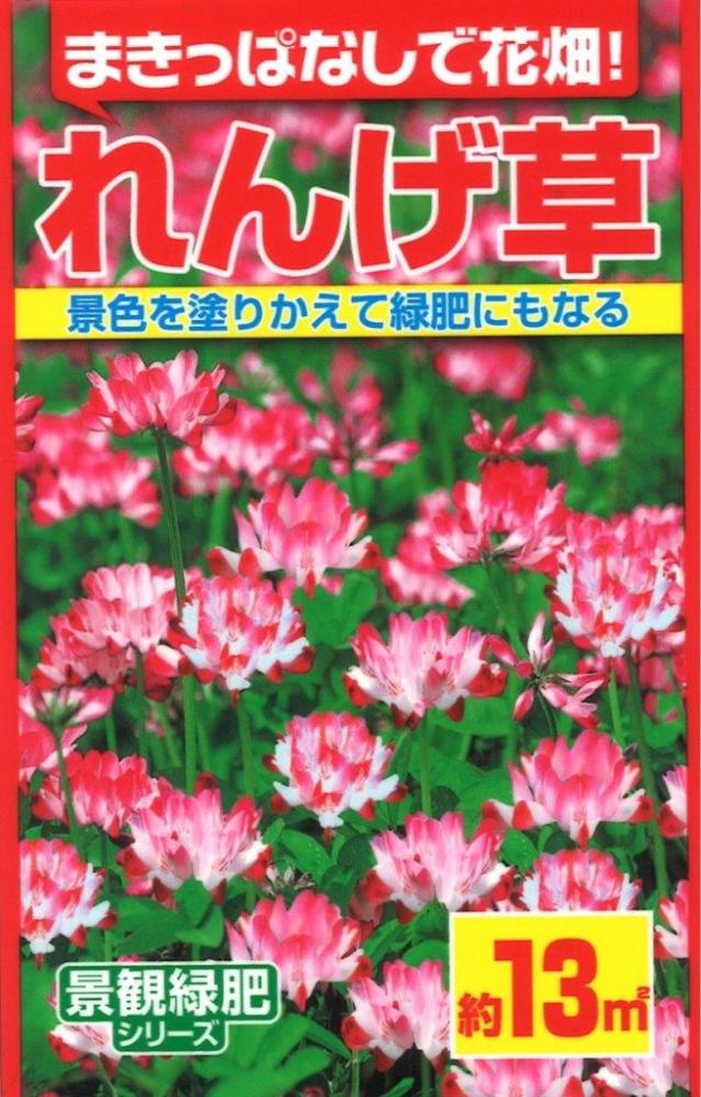 景観緑肥　れんげ