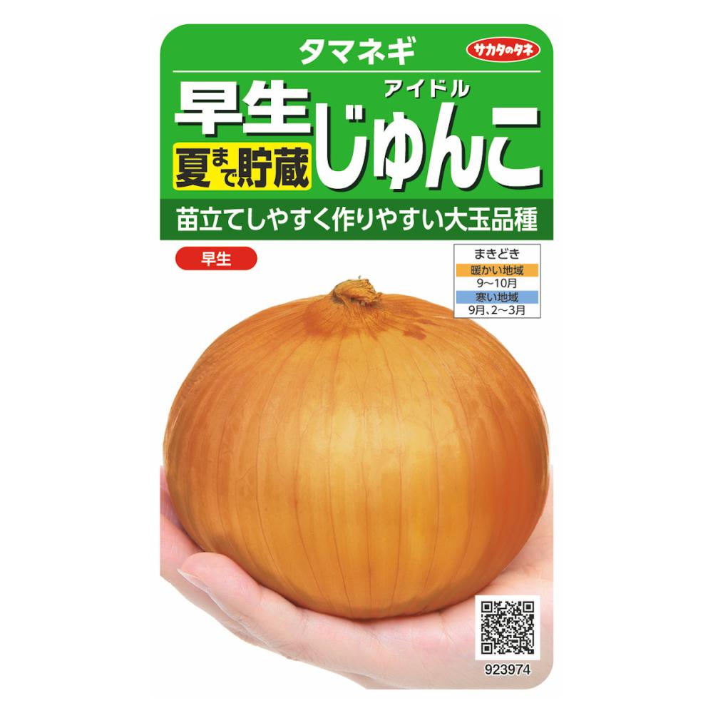 早生夏まで貯蔵アイドルじゅんこ　　　　　　　　　　