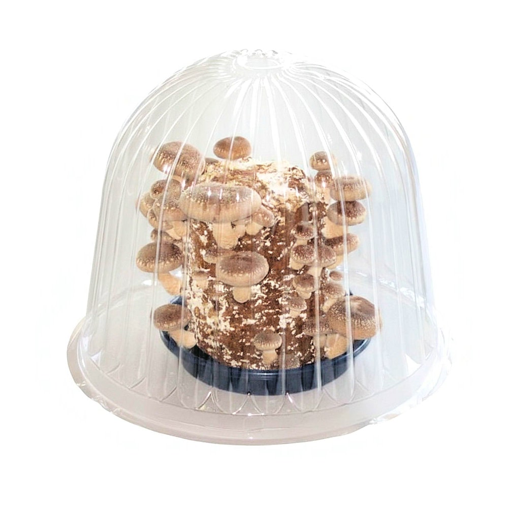 【キノコ予約】　きのこ栽培容器（Ｂ）　【申込期限：２月２２日】