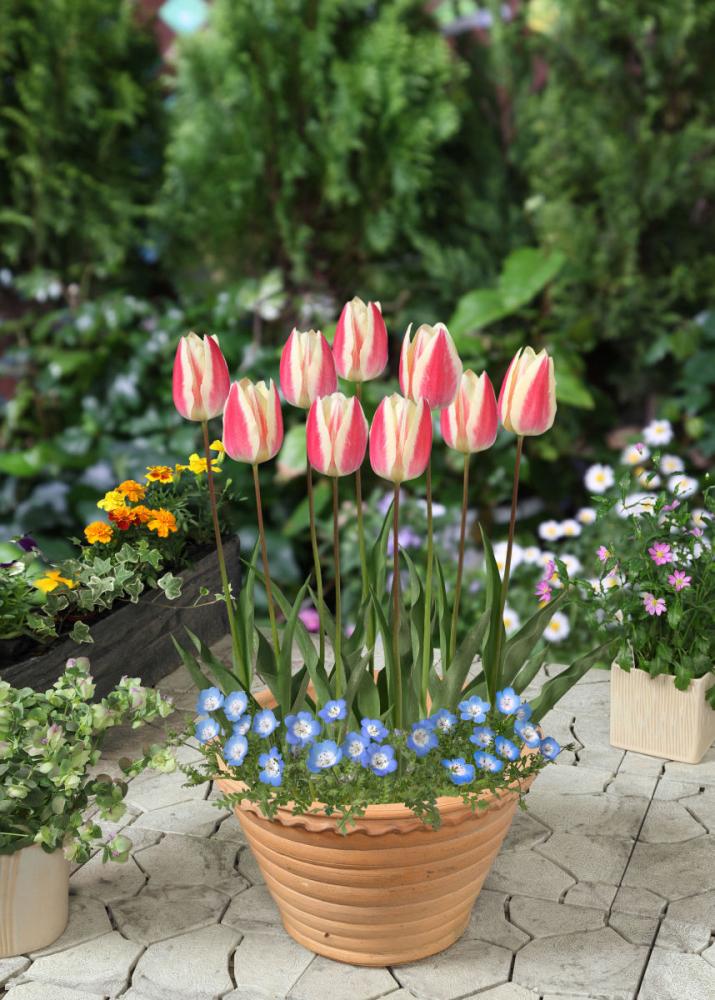 チューリップとネモフィラのセット ホームセンター通販コメリドットコム