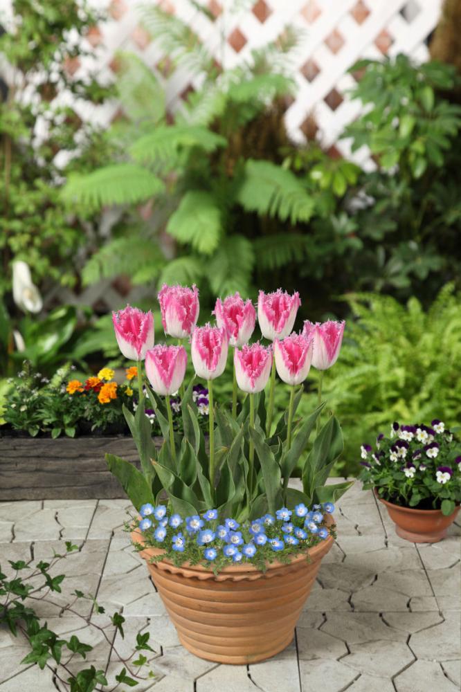 チューリップとネモフィラのセット ホームセンター通販コメリドットコム