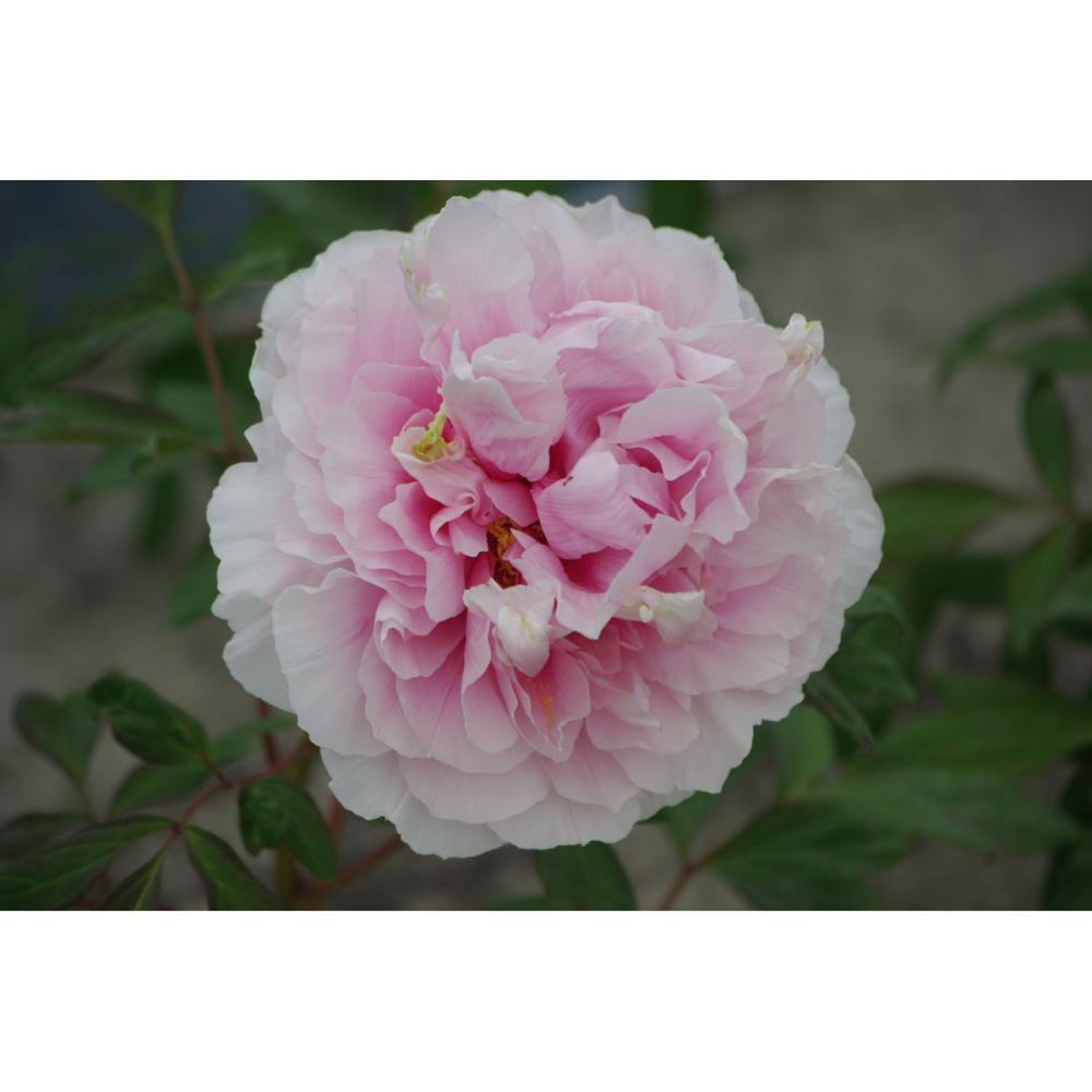 庭木苗の通販価格 ホームセンター コメリドットコム