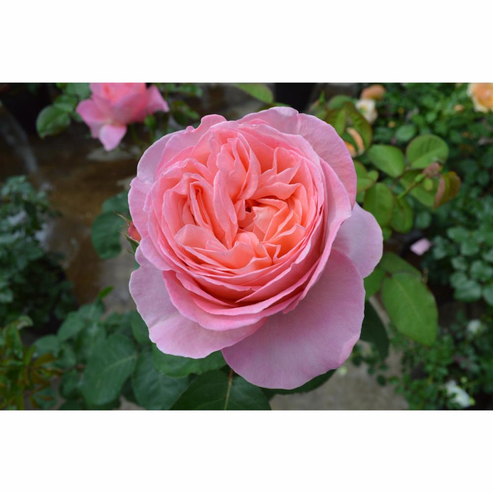 予約商品 バラ苗２年生 マドモアゼル メイアン プラ鉢１３ ５ｃｍの通販 ホームセンター コメリドットコム