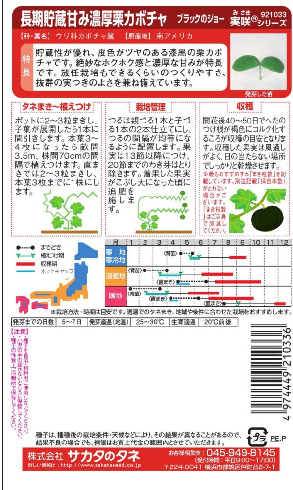 カボチャ種子　長期貯蔵甘み濃厚栗カボチャブラックのジョー