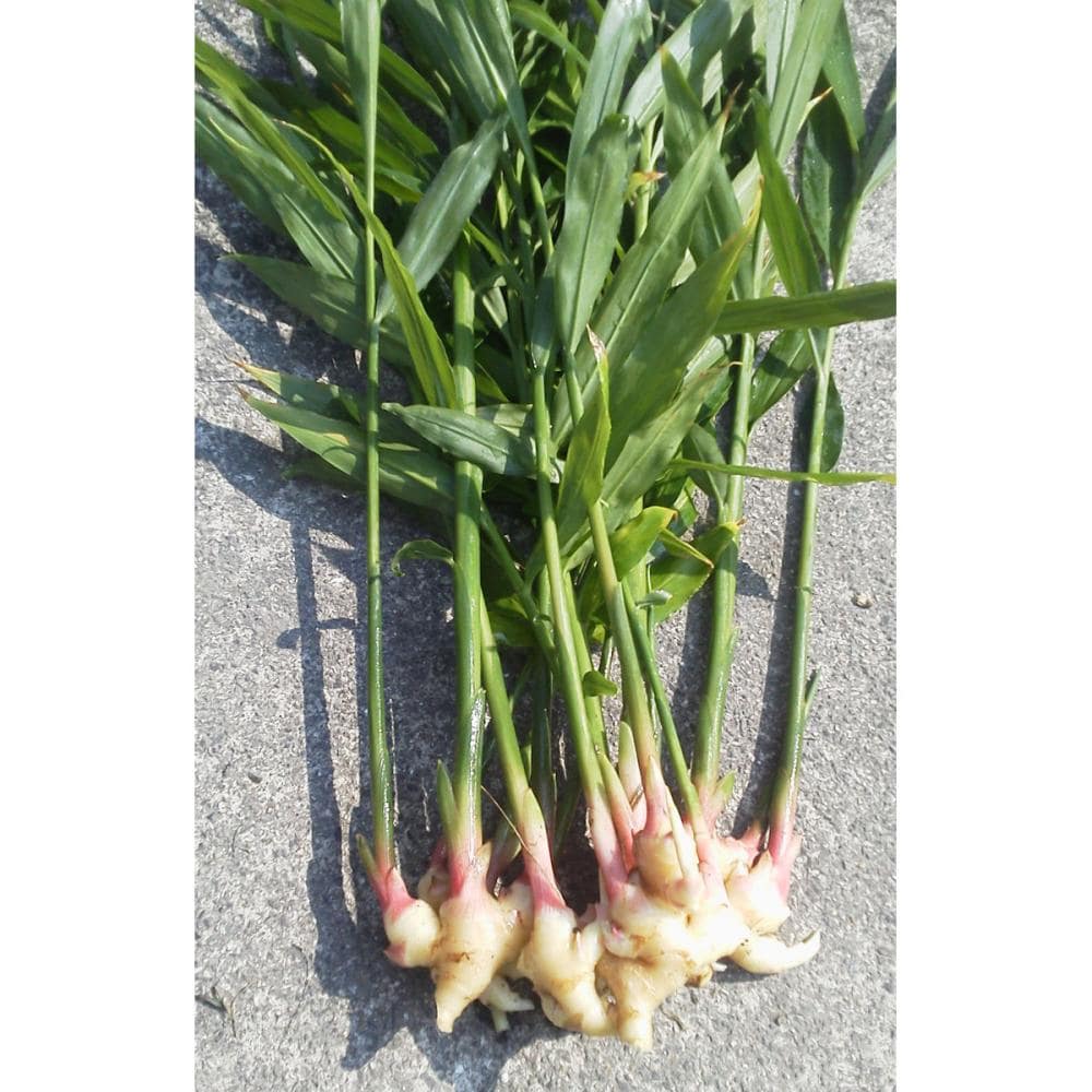 【野菜予約】　小生姜　１ｋｇ　（中国産）　【申込期限：３月１日】