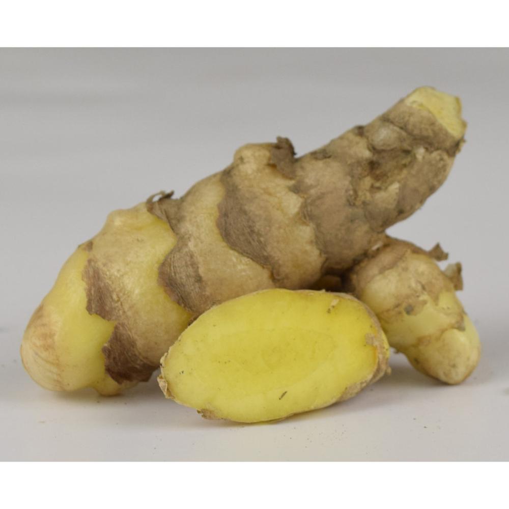 【野菜予約】　春ウコン　２００ｇ　（国産）　【申込期限：３月１日】