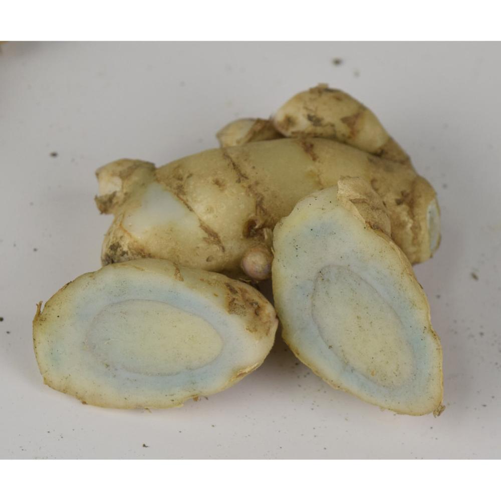 【野菜予約】　紫ウコン　２００ｇ　（国産）　【申込期限：３月１日】