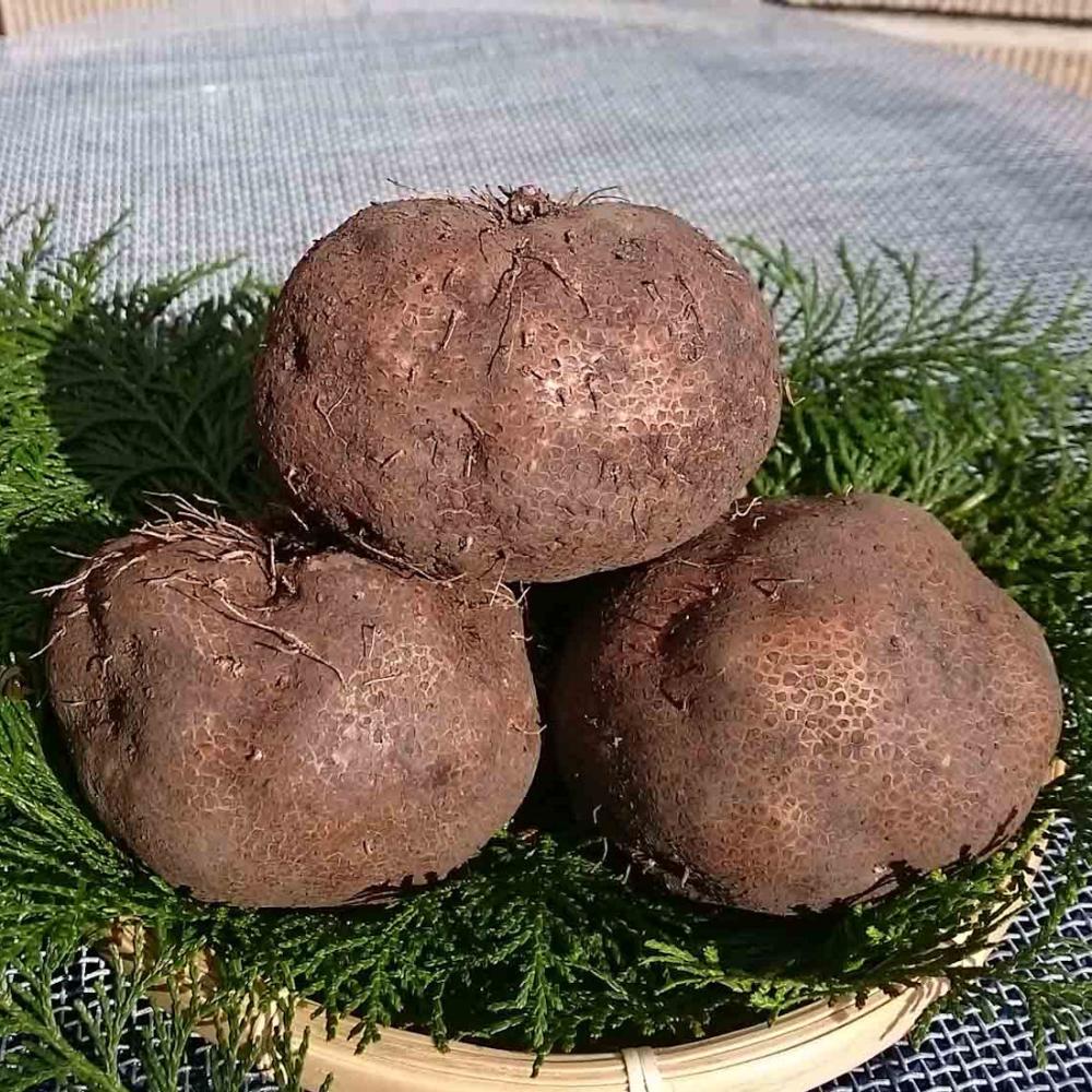 【野菜予約】　つくね芋　５００ｇ　（国産）　【申込期限：３月１日】