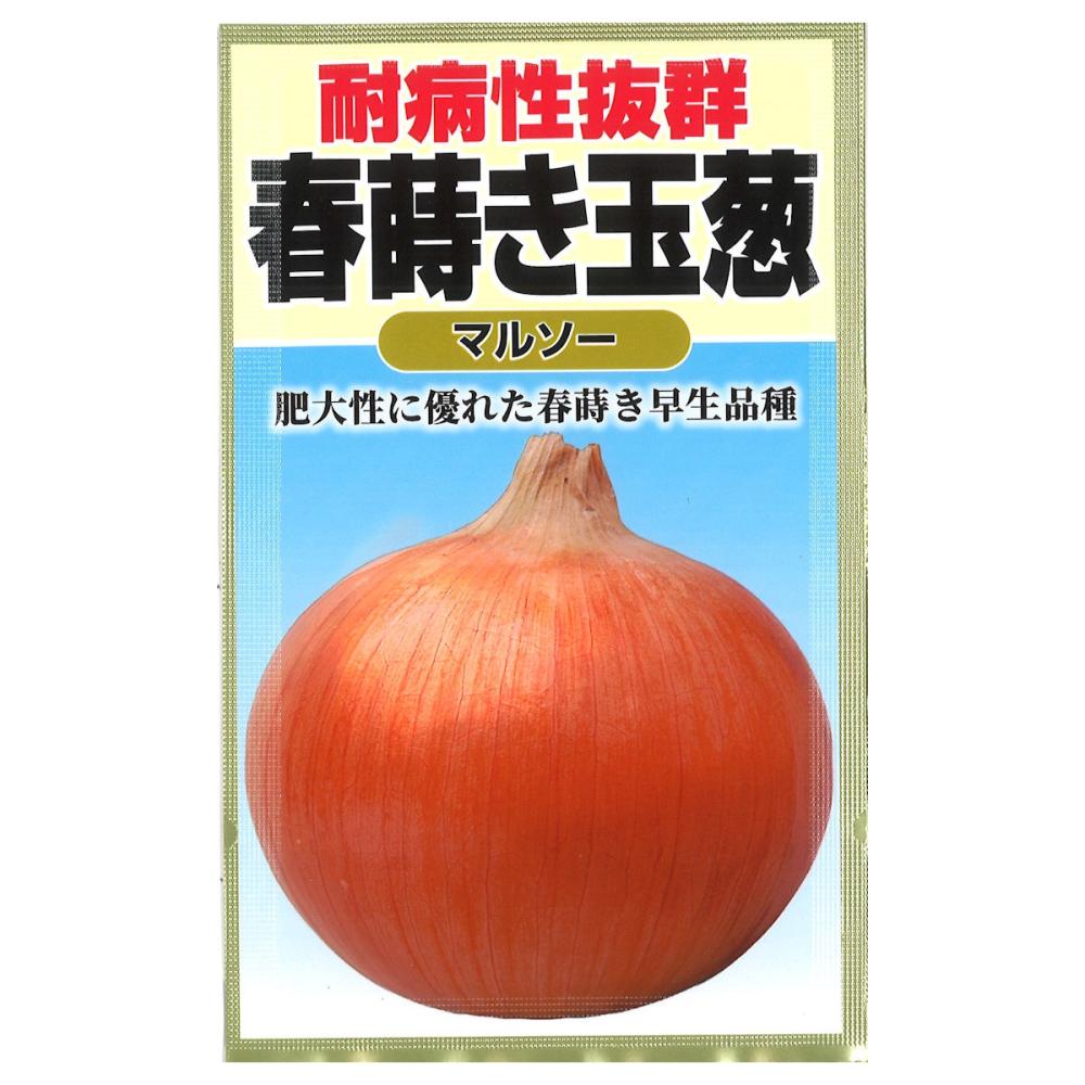 タマネギ種子　春まき玉葱