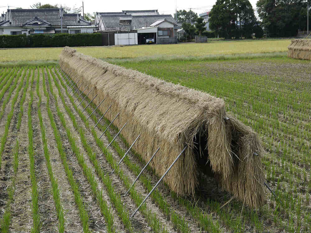 人気急上昇 稲の掛け干し ほすべー B-1 三段掛け 5畝歩用 5a 約20m分