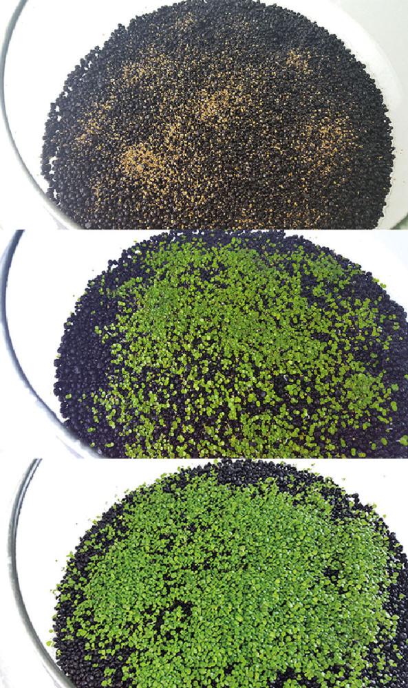 マルカン ニッソー 育てる水草の種 グリーンカーペット ロック ｎａｗ １８９の通販 ホームセンター コメリドットコム