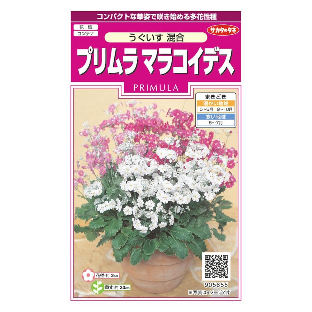 プリムラマラコイデスうぐいす混合