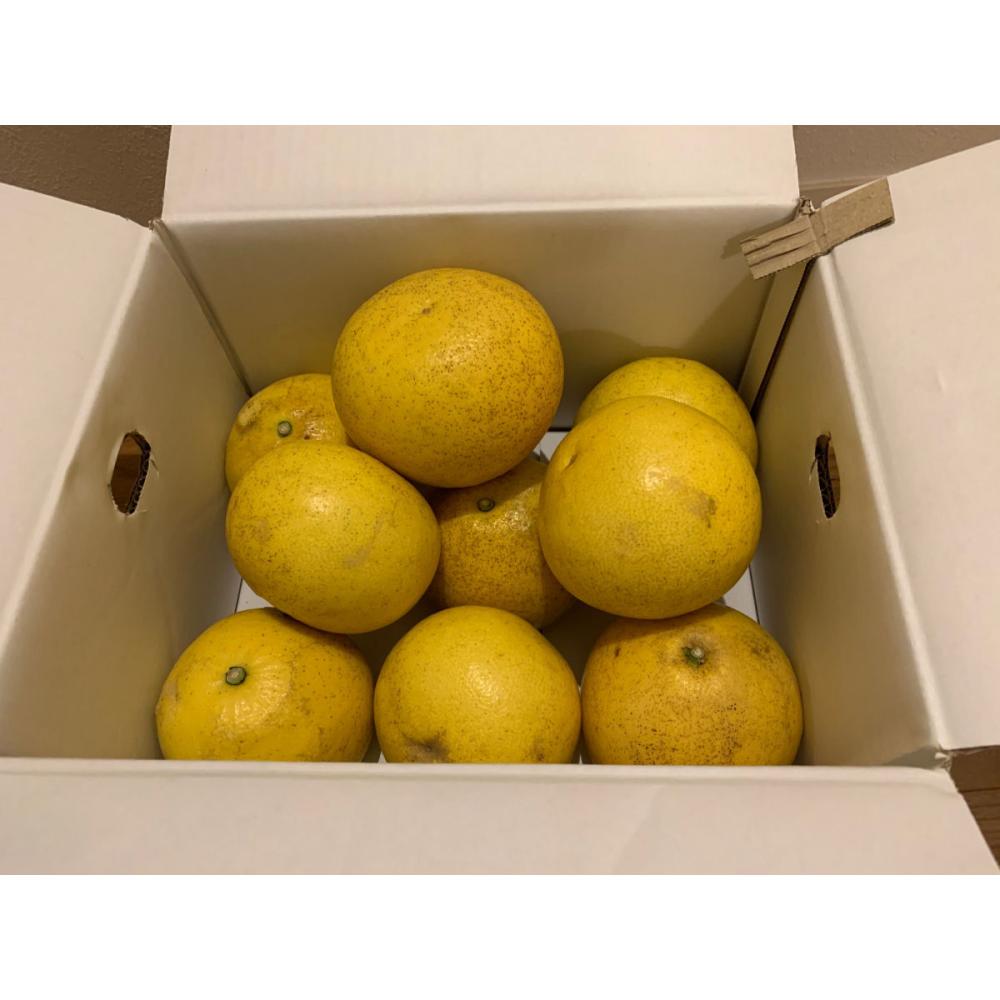 【ご注文期限２０２６年３月３１日】高知県産　土佐文旦　家庭用　Ｌ～３Ｌサイズ　約１０ｋｇ（１８玉前後）