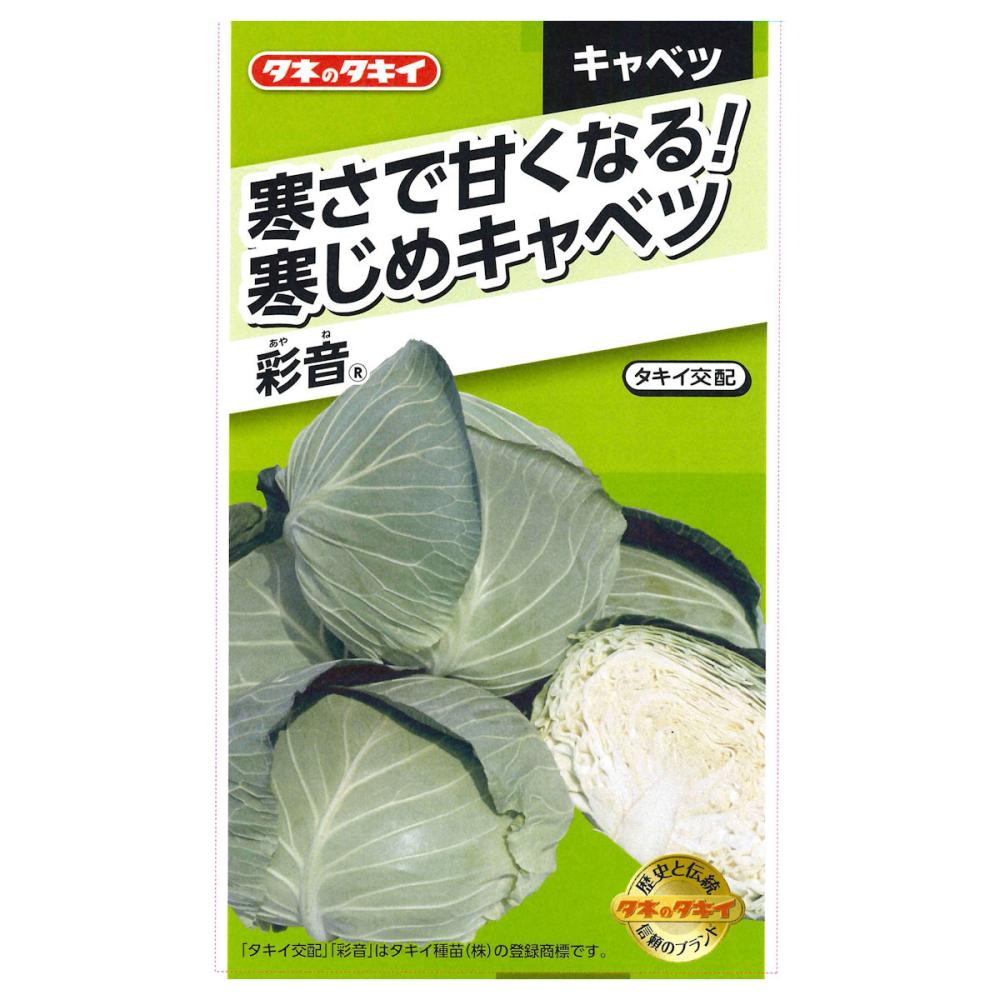 寒さで甘くなる！！寒じめキャベツ　彩音