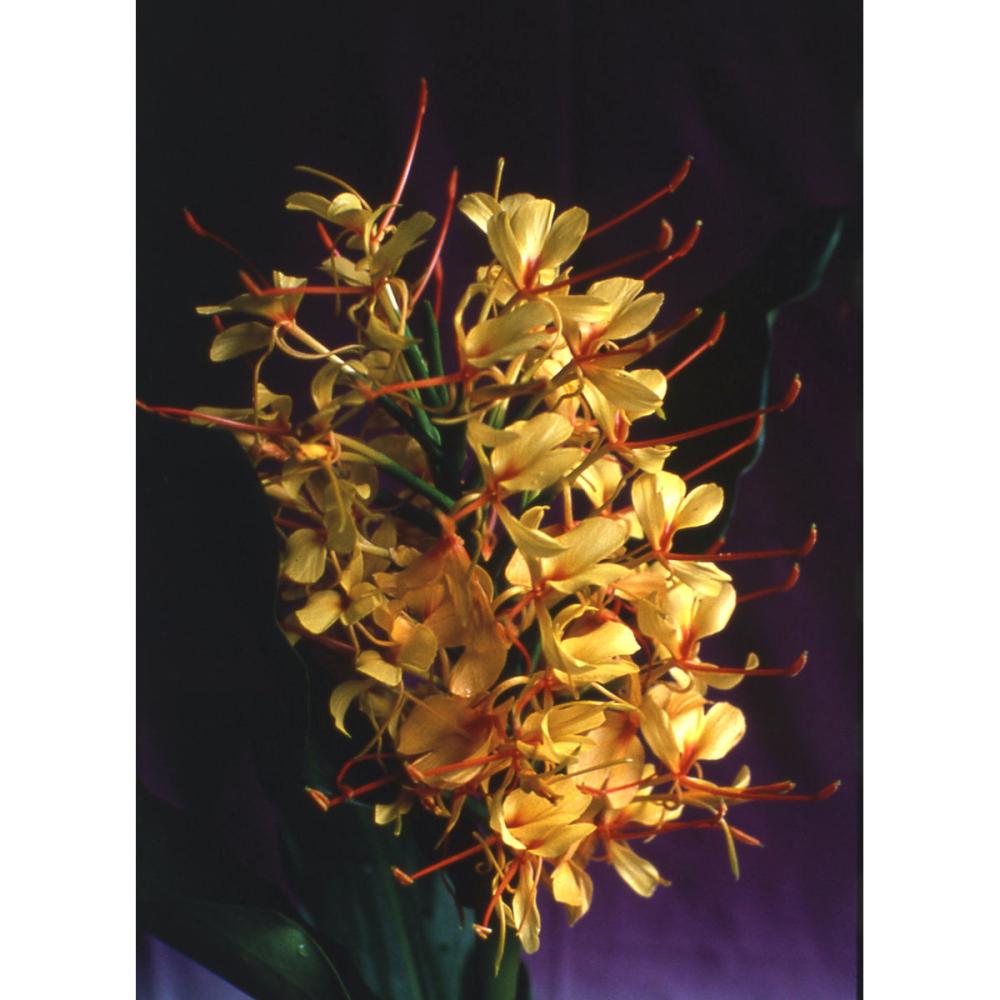 【春予約】　花香る球根　ジンジャ　黄花種　１球　【引渡予定日：４／４（土）～１２（日）】