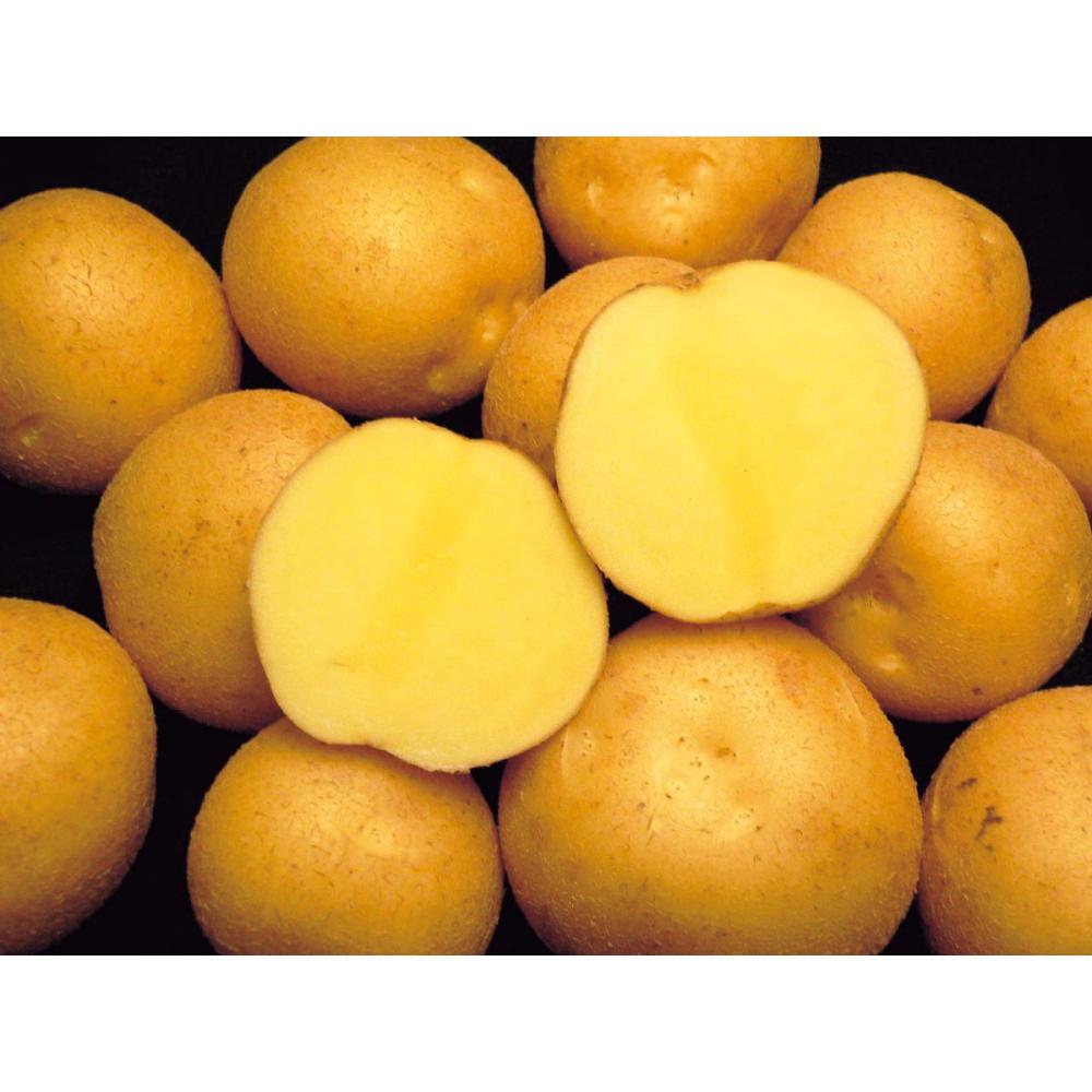 【秋予約】　秋植えジャガイモ　普賢丸　５００ｇ　 【申込期限：７月２６日】【引渡予定日：８月８日～１６日】