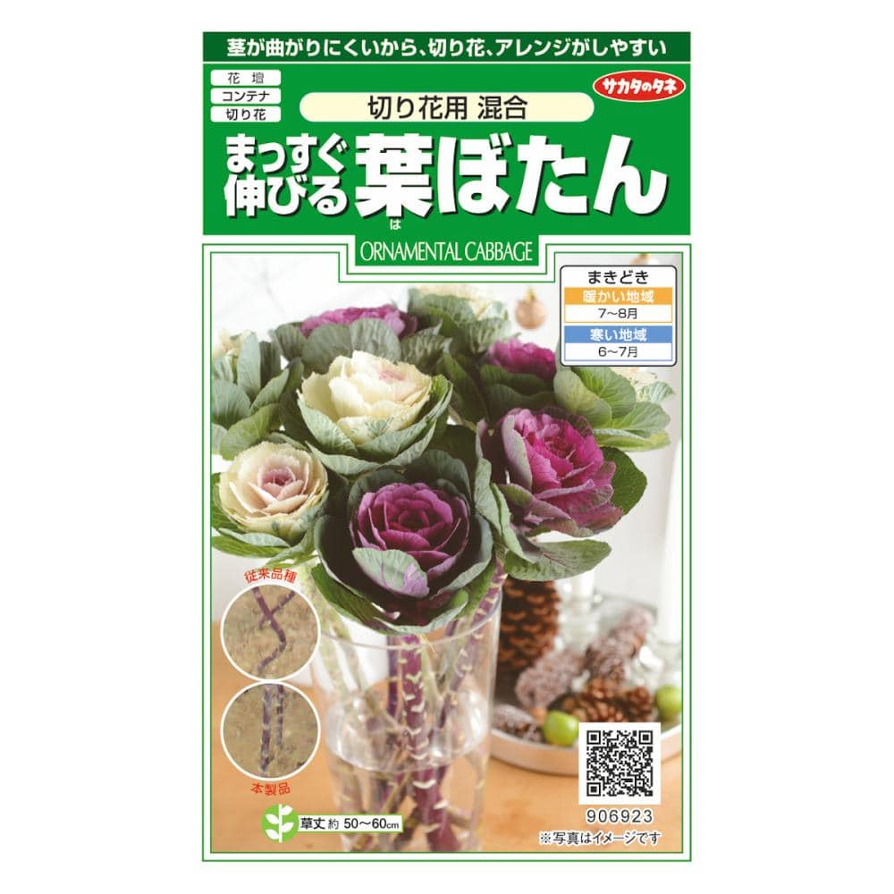まっすぐ伸びる葉ぼたん切り花混合
