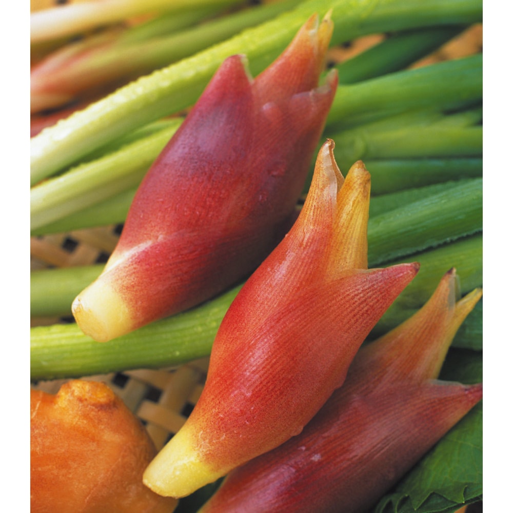 【野菜予約】　早生みょうが　４００ｇ　（国産）　【申込期限：２月１日】