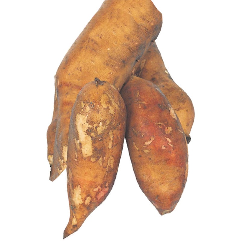 【野菜予約】　ヤーコン　アンデスの雪　５株　（国産）　【申込期限：３月１日】