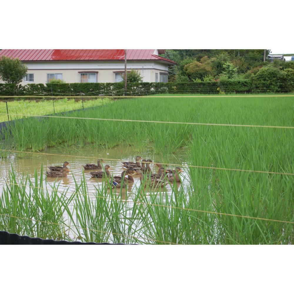 令和２年度産 新米 岩手県東和町産 小田農園 農薬不使用 ひとめぼれ 精米 ５ｋｇの通販 ホームセンター コメリドットコム