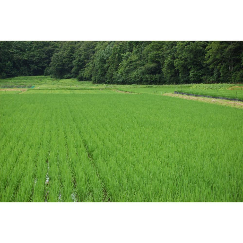 令和２年度産 新米 岩手県東和町産 小田農園 農薬不使用 ひとめぼれ 精米 ５ｋｇの通販 ホームセンター コメリドットコム