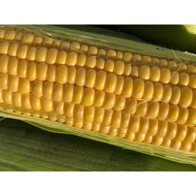 山形県産 生きくらげ 約1kg（約500g×2袋） の通販