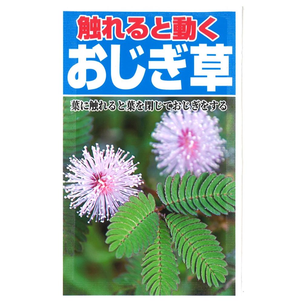 草花種子　おじぎ草