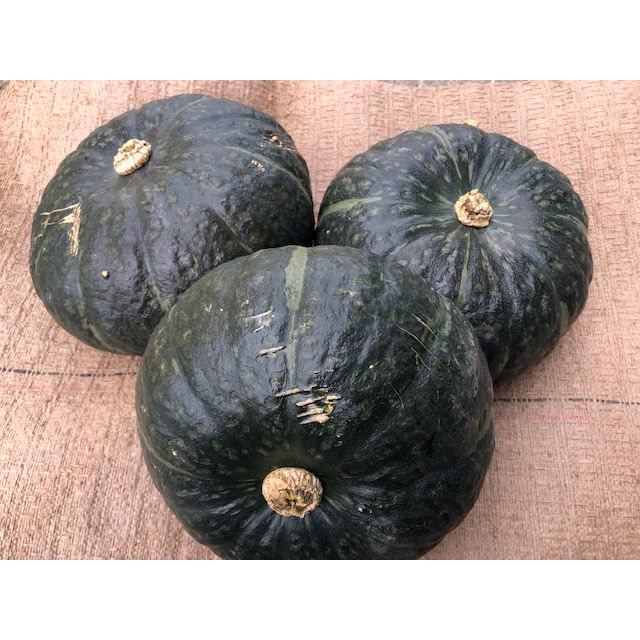 北海道産　かぼちゃ（恋するマロン）　２Ｌ　約１０ｋｇ【注文期限：10月31日】