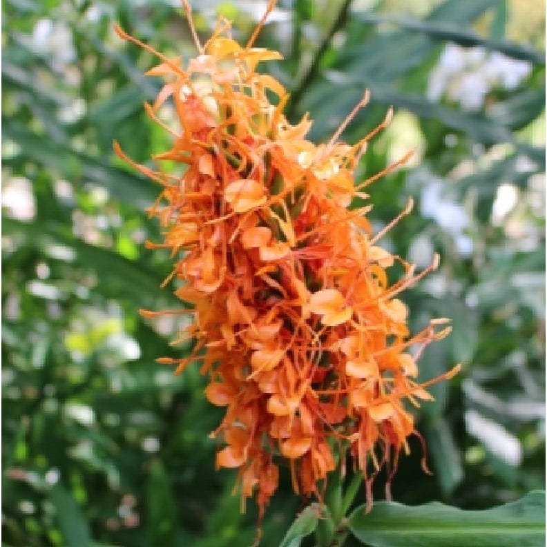 【春予約】　花香る球根　ジンジャ　橙花種　１球　　　　　　　【引渡予定日：４／４（土）～１２（日）】