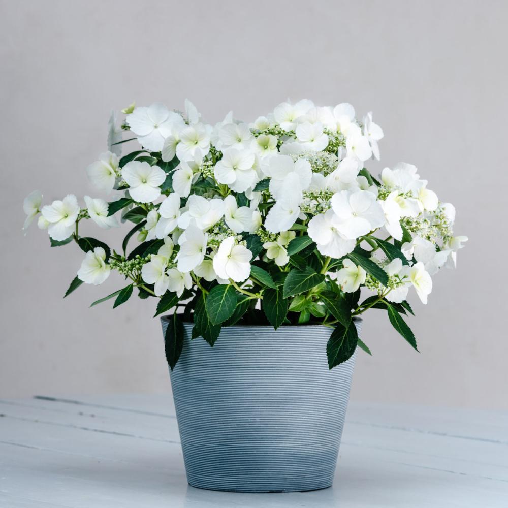 おくる胡蝶蘭 2本立ち ツートンウッド鉢 【黄色】 の通販