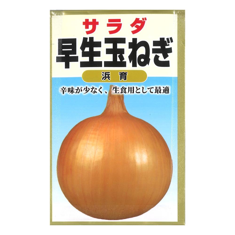 サラダ早生玉ねぎ　浜育