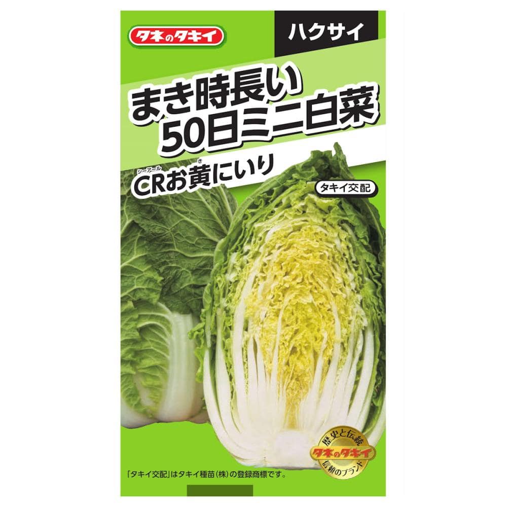 まき時長い５０日白菜　ＣＲお黄にいり