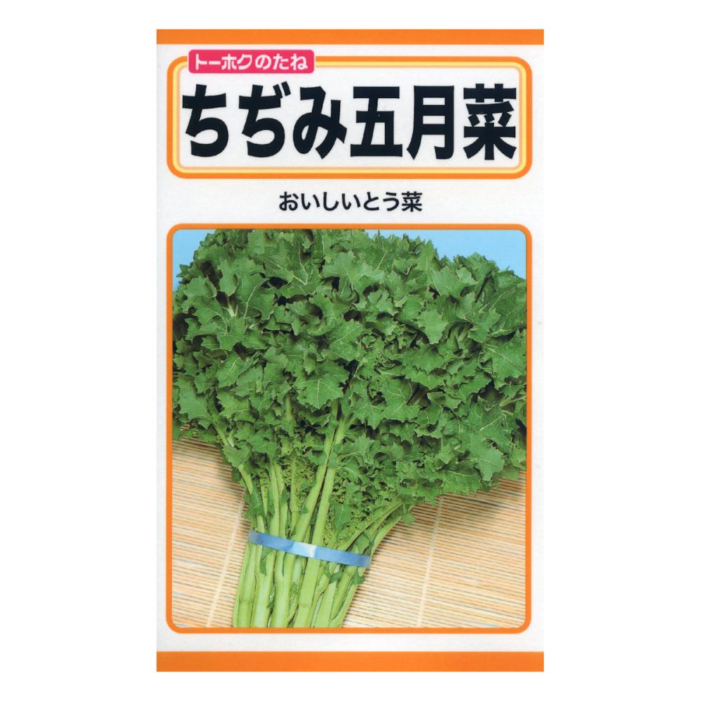 ちぢみ五月菜
