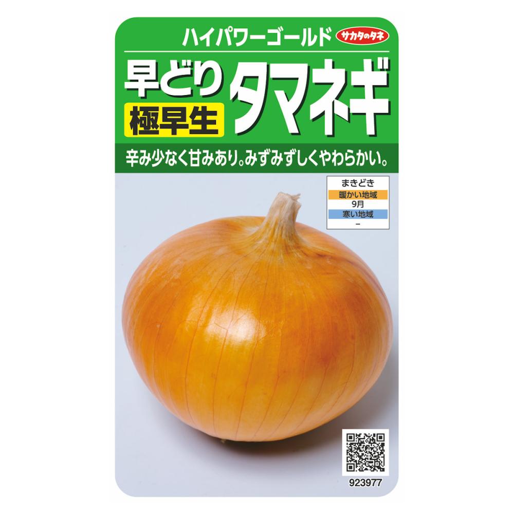 タマネギ種子　はやどり極早生タマネギハイパワーゴールド
