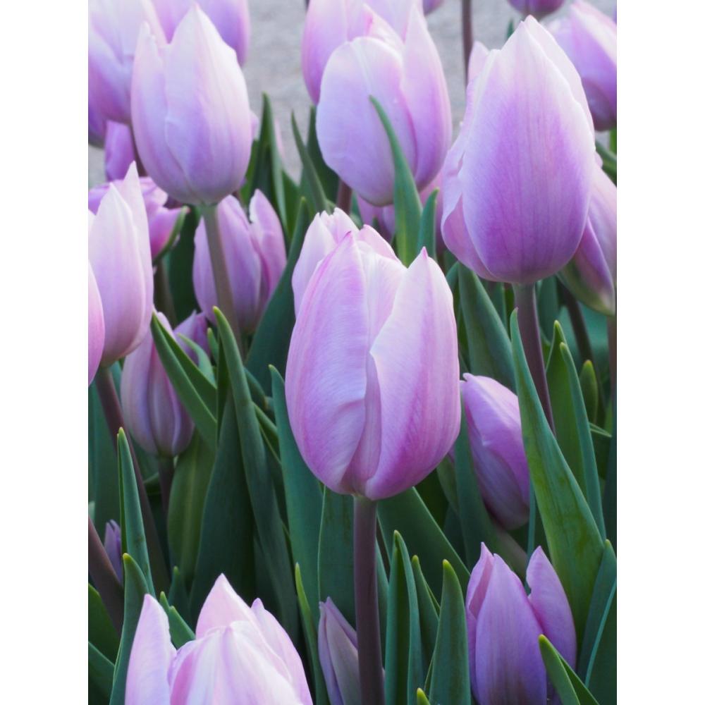 予約商品 プレミアムチューリップ ピンククラウド ２球の通販 ホームセンター コメリドットコム