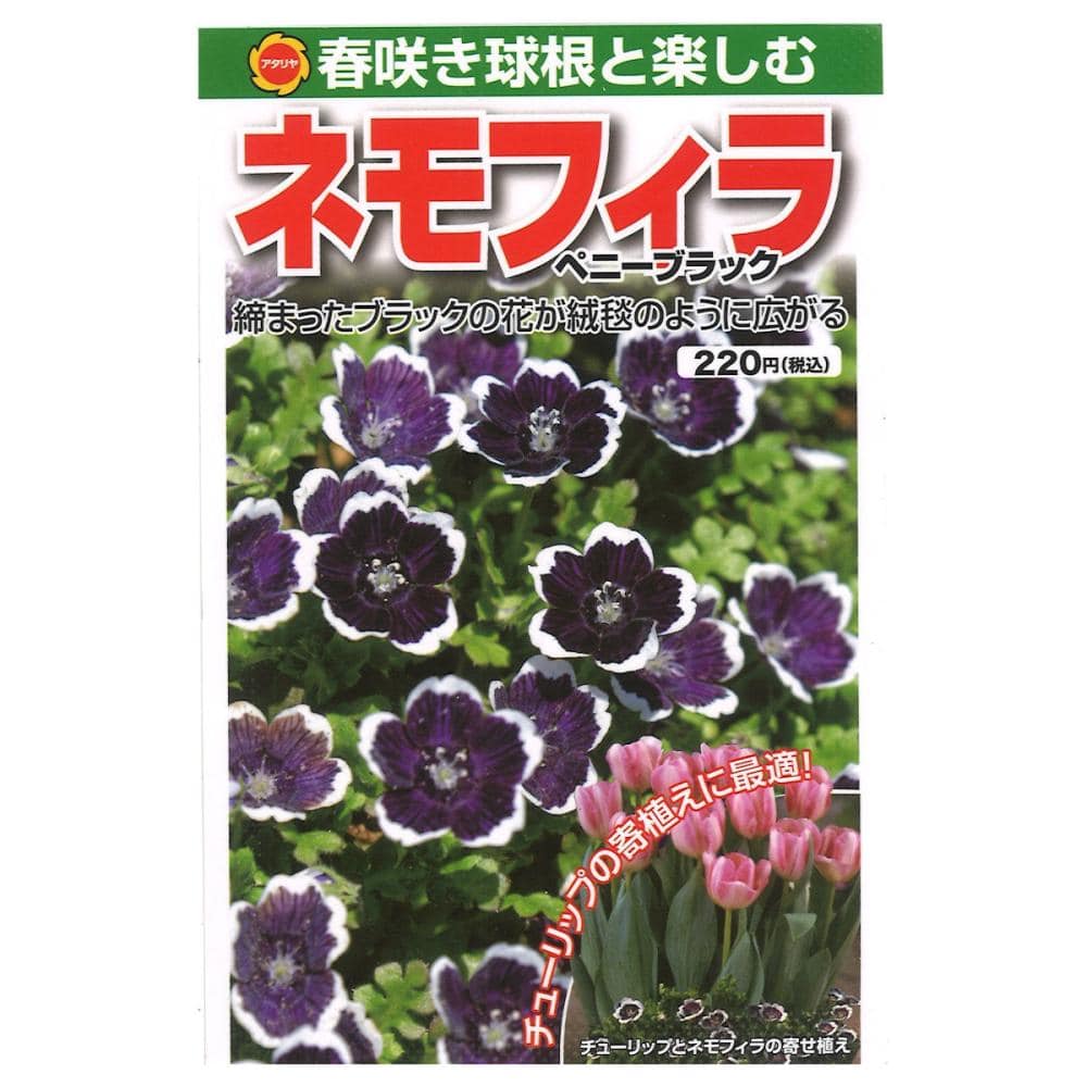 春咲き球根と楽しむ　ネモフィラ　ベニーブラック