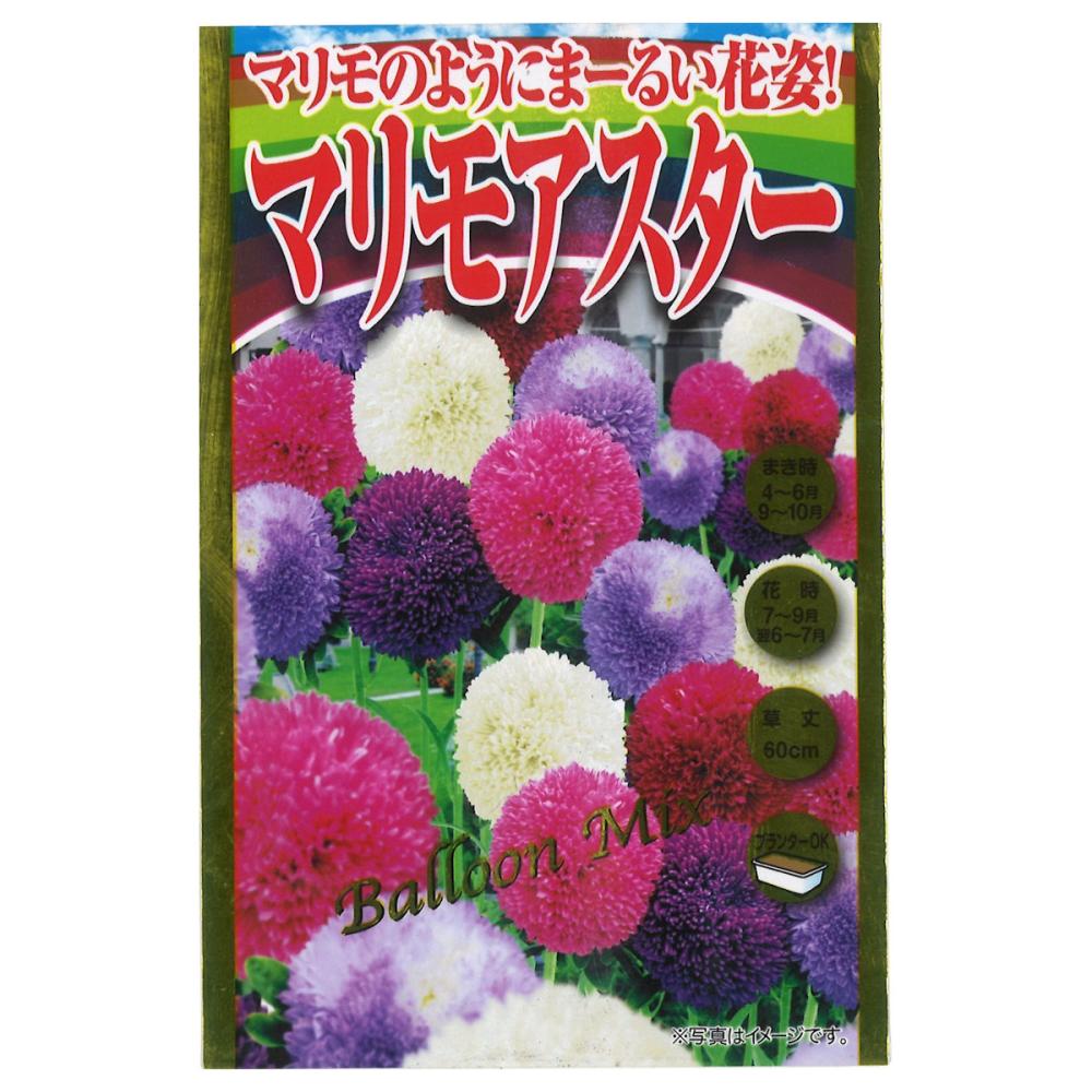 アスター種子　マリモのようにまーるい花姿！　マリモアスター