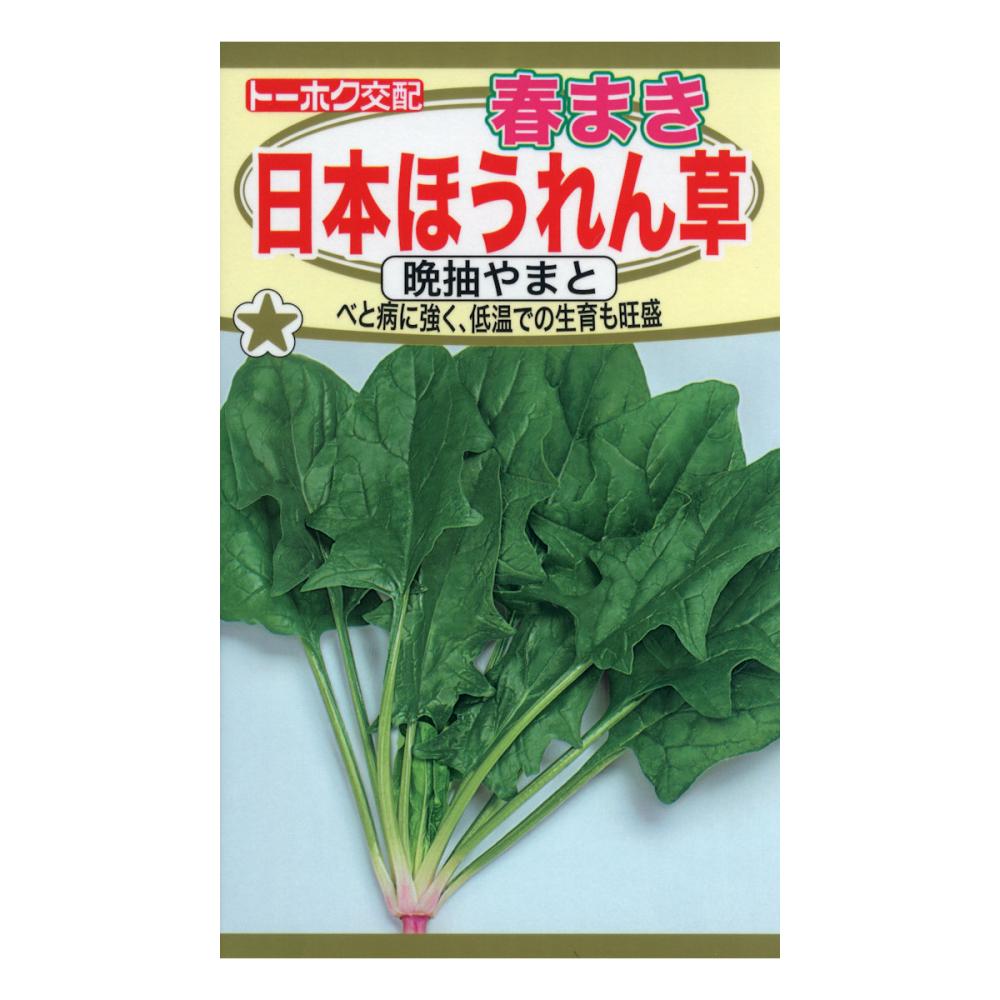 ホウレンソウ種子　Ｆ１　春まき　日本ほうれん草　晩抽やまと