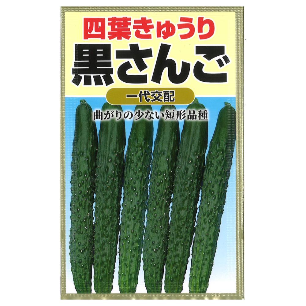 キュウリ種子　四葉きゅうり　黒さんご