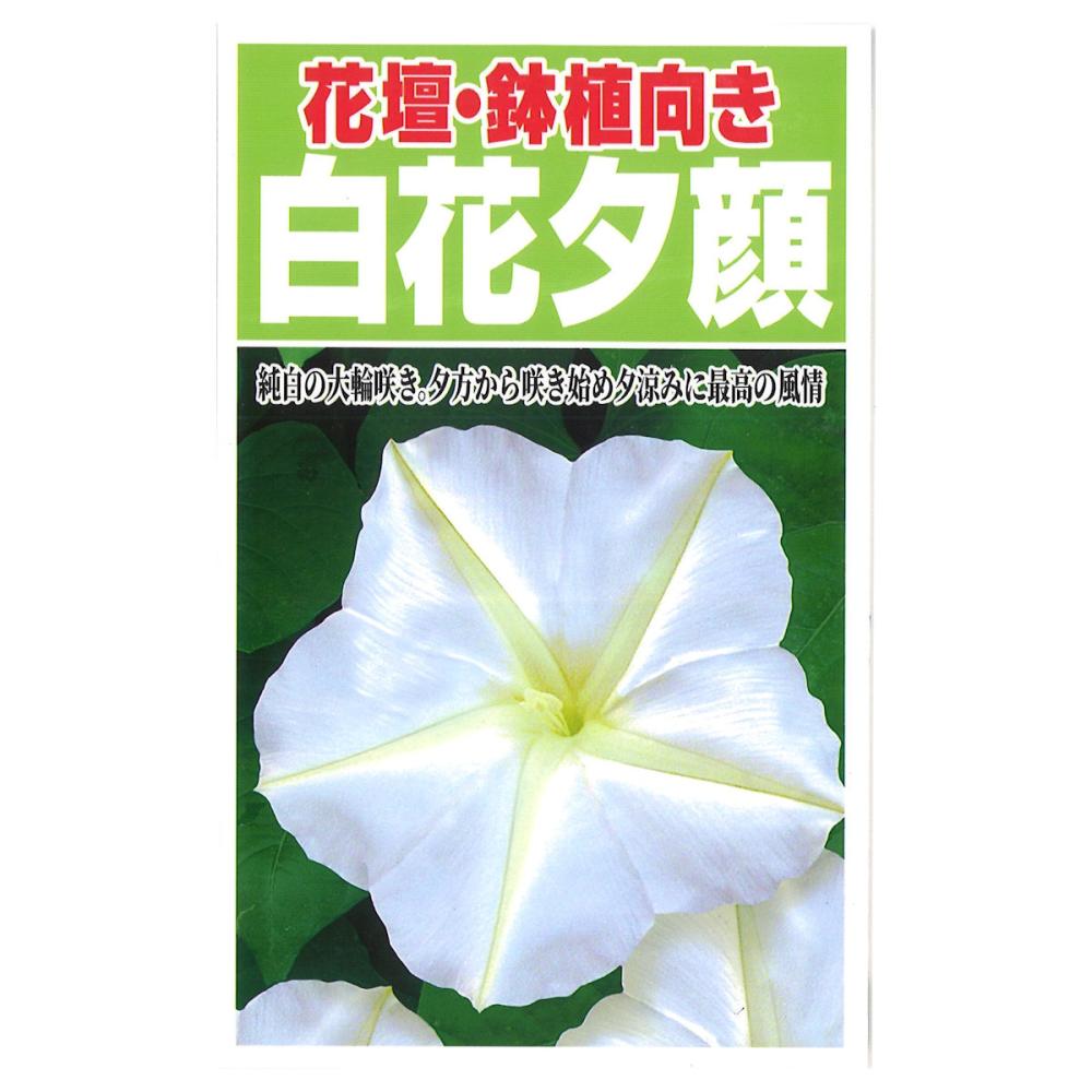 アサガオ種子　花壇・鉢植向き　白花夕顔